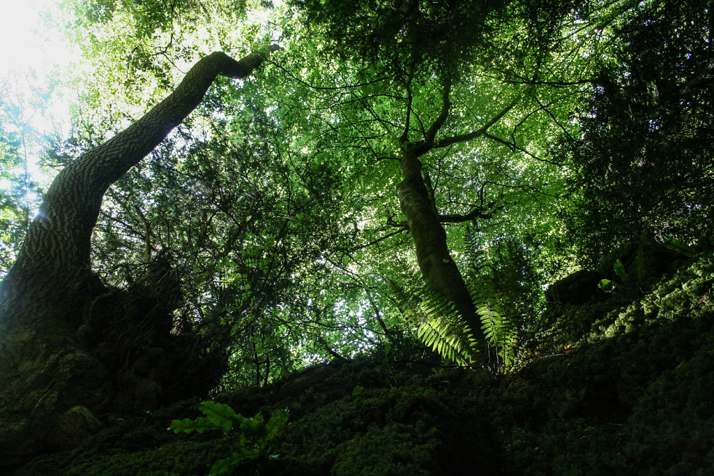 Der Puzzelwood im Forest of Dean