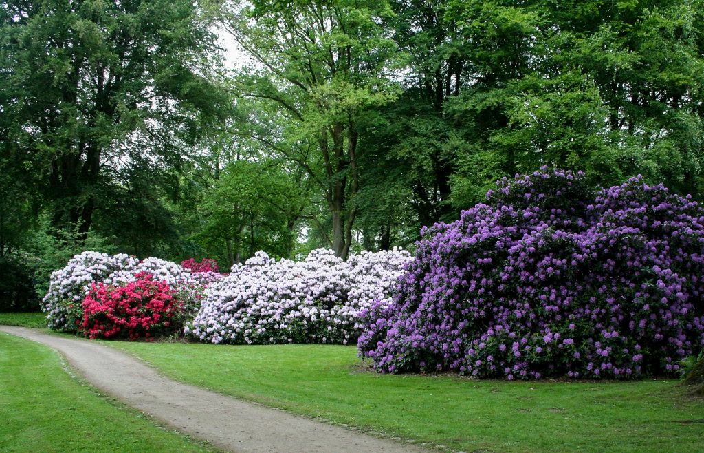 Rhododendrongruppe im Rhododendron-Park Bremen