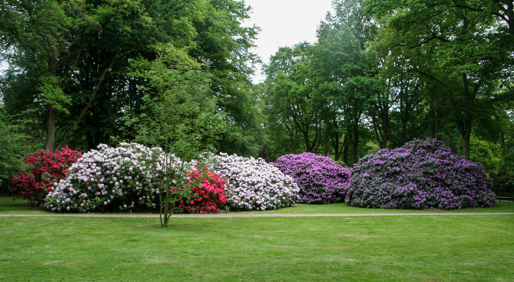 Rhododendrongruppe im Rhododendron-Park Bremen