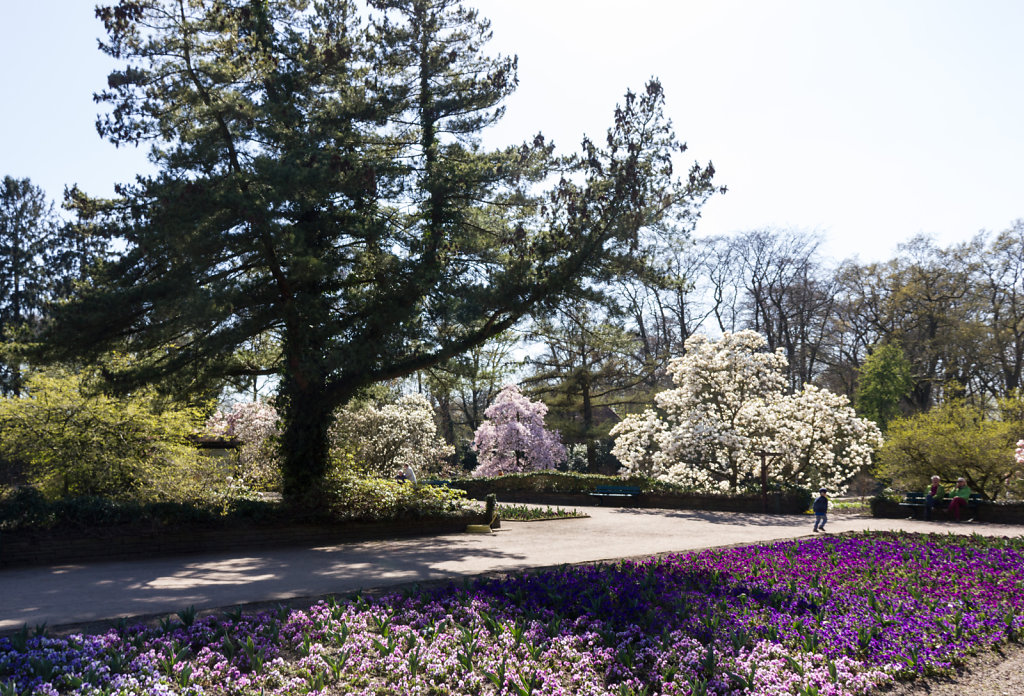 Magnolienblüte im Rhododendron-Park Bremen